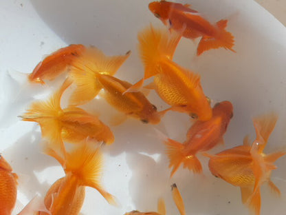 倉庫◆生体土佐錦当歳魚約6〜7センチ（1匹）土佐金/金魚/琉金/きんぎょ/国産金魚【金魚小屋-希-福岡】