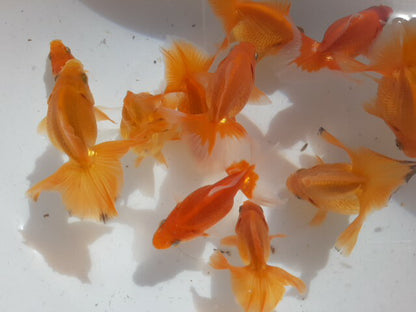 倉庫◆生体土佐錦当歳魚約6〜8センチ（1匹）土佐金/金魚/琉金/きんぎょ/国産金魚【金魚小屋-希-福岡】