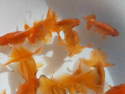 倉庫◆生体土佐錦当歳魚約6〜8センチ（1匹）土佐金/金魚/琉金/きんぎょ/国産金魚【金魚小屋-希-福岡】