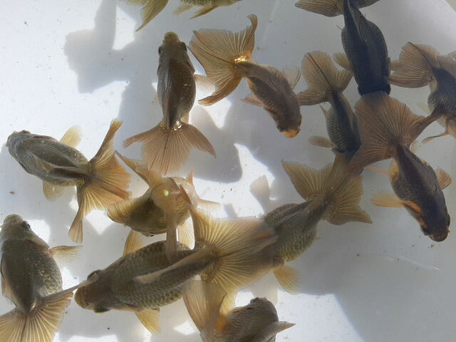 倉庫◆生体土佐錦当歳魚約6〜7センチ（1匹）土佐金/金魚/琉金/きんぎょ/国産金魚【金魚小屋-希-福岡】