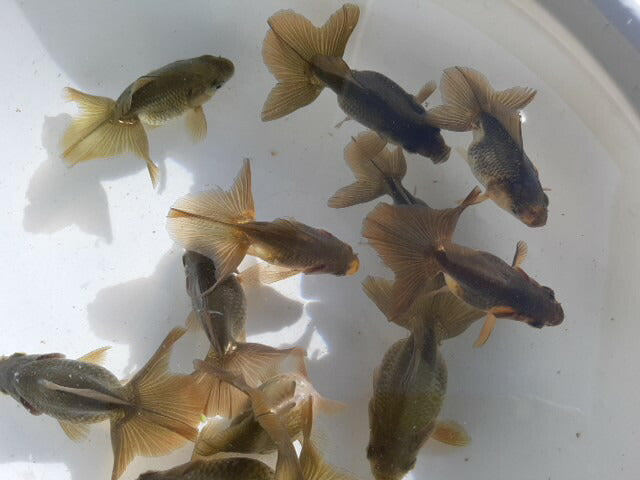 倉庫◆生体土佐錦当歳魚約6〜7センチ（1匹）土佐金/金魚/琉金/きんぎょ/国産金魚【金魚小屋-希-福岡】
