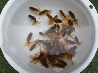 倉庫◆生体東錦（黒）二歳魚約6〜7センチ（1匹）琉金/金魚/ブラックドラゴン/きんぎょ/国産金魚【金魚小屋-希-福岡】