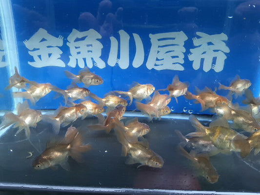倉庫◆生体土佐錦当歳魚約6〜7センチ（1匹）土佐金/金魚/琉金/きんぎょ/国産金魚【金魚小屋-希-福岡】