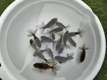 倉庫◆生体オランダショートテール当歳魚約4〜5センチ（1匹）オランダ/金魚/琉金/きんぎょ/国産金魚【金魚小屋-希-福岡】
