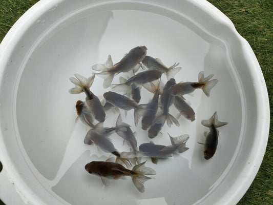 倉庫◆生体オランダショートテール当歳魚約4〜5センチ（1匹）オランダ/金魚/琉金/きんぎょ/国産金魚【金魚小屋-希-福岡】