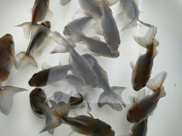 倉庫◆生体オランダショートテール当歳魚約4〜5センチ（1匹）オランダ/金魚/琉金/きんぎょ/国産金魚【金魚小屋-希-福岡】