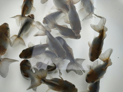 倉庫◆生体オランダショートテール当歳魚約4〜5センチ（1匹）オランダ/金魚/琉金/きんぎょ/国産金魚【金魚小屋-希-福岡】