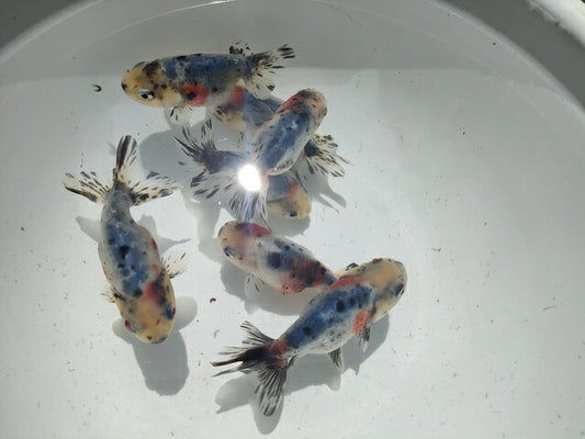 生体弥富産江戸錦弐歳魚約8センチ（1匹）らんちゅう/金魚/桜錦/変わりらんちゅう/きんぎょ/国産金魚【金魚小屋-希-福岡】