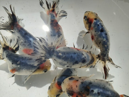 生体弥富産江戸錦弐歳魚約8センチ（1匹）らんちゅう/金魚/桜錦/変わりらんちゅう/きんぎょ/国産金魚【金魚小屋-希-福岡】