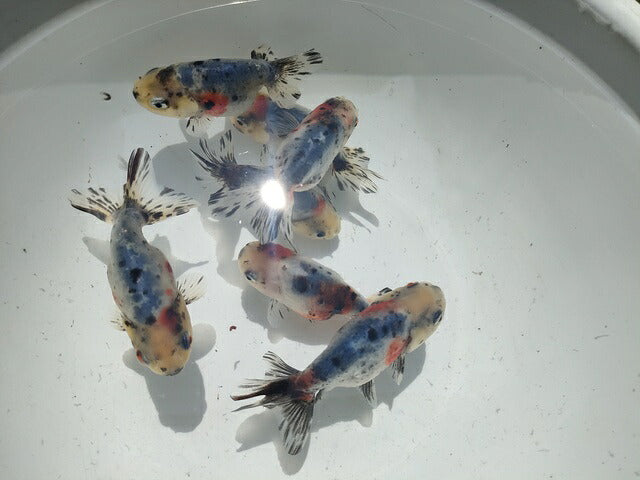 生体弥富産江戸錦弐歳魚約8センチ（1匹）らんちゅう/金魚/桜錦/変わりらんちゅう/きんぎょ/国産金魚【金魚小屋-希-福岡】