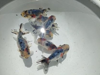 生体弥富産江戸錦弐歳魚約8センチ（1匹）らんちゅう/金魚/桜錦/変わりらんちゅう/きんぎょ/国産金魚【金魚小屋-希-福岡】