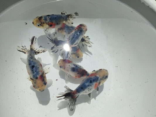 生体弥富産江戸錦弐歳魚約8センチ（1匹）らんちゅう/金魚/桜錦/変わりらんちゅう/きんぎょ/国産金魚【金魚小屋-希-福岡】