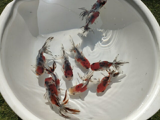 倉庫◆生体オランダショートテール当歳魚約4〜5センチ（1匹）オランダ/金魚/琉金/きんぎょ/国産金魚【金魚小屋-希-福岡】