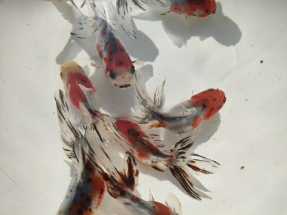 倉庫◆生体オランダショートテール当歳魚約4〜5センチ（1匹）オランダ/金魚/琉金/きんぎょ/国産金魚【金魚小屋-希-福岡】
