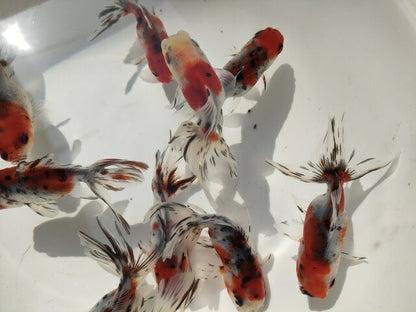 倉庫◆生体オランダショートテール当歳魚約4〜5センチ（1匹）オランダ/金魚/琉金/きんぎょ/国産金魚【金魚小屋-希-福岡】