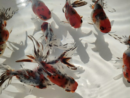 生体飯田産東錦弐歳魚約9センチ（1匹）金魚/オランダ/棚田産/きんぎょ/国産金魚【金魚小屋-希-福岡】