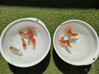 生体加藤産桜錦弐歳魚約7センチ（1匹）らんちゅう/金魚/江戸錦/変わりらんちゅう/きんぎょ/国産金魚【金魚小屋-希-福岡】