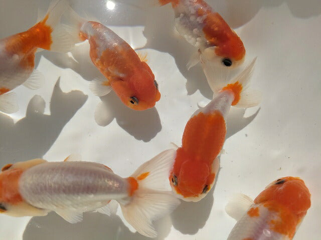 生体加藤産桜錦弐歳魚約7センチ（1匹）らんちゅう/金魚/江戸錦/変わりらんちゅう/きんぎょ/国産金魚【金魚小屋-希-福岡】