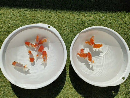 生体加藤産桜錦弐歳魚約7センチ（1匹）らんちゅう/金魚/江戸錦/変わりらんちゅう/きんぎょ/国産金魚【金魚小屋-希-福岡】
