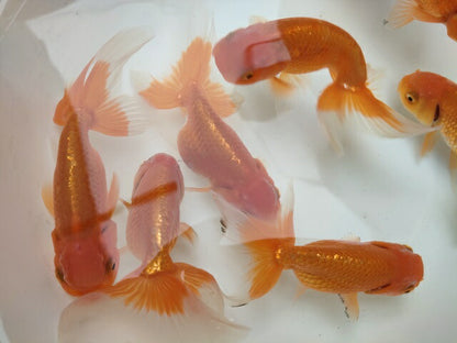 生体深見産秋錦弐歳魚約11センチ（1匹）らんちゅう/金魚/オランダ獅子頭/変わりらんちゅう/きんぎょ/国産金魚【金魚小屋-希-福岡】