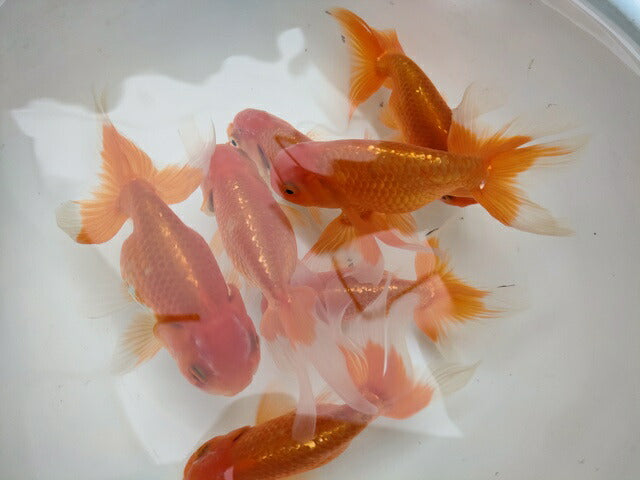 生体深見産秋錦弐歳魚約11センチ（1匹）らんちゅう/金魚/オランダ獅子頭/変わりらんちゅう/きんぎょ/国産金魚【金魚小屋-希-福岡】