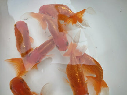 生体深見産秋錦弐歳魚約11センチ（1匹）らんちゅう/金魚/オランダ獅子頭/変わりらんちゅう/きんぎょ/国産金魚【金魚小屋-希-福岡】