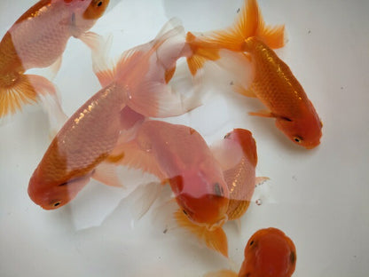 生体深見産秋錦弐歳魚約11センチ（1匹）らんちゅう/金魚/オランダ獅子頭/変わりらんちゅう/きんぎょ/国産金魚【金魚小屋-希-福岡】