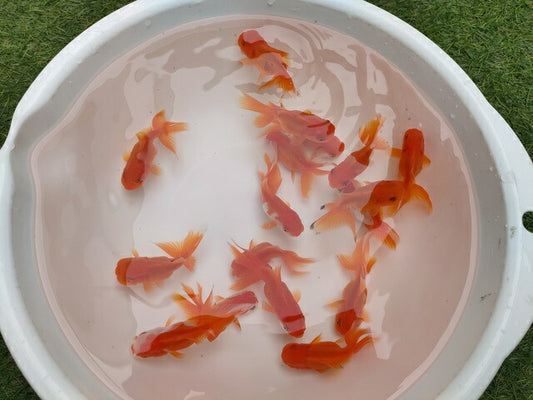 生体飯田産オランダ獅子頭弐歳魚約8センチ（1匹）オランダ/金魚/ローズテール/棚田産/きんぎょ/国産金魚【金魚小屋-希-福岡】