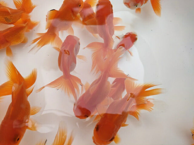 生体飯田産オランダ獅子頭弐歳魚約8センチ（1匹）オランダ/金魚/ローズテール/棚田産/きんぎょ/国産金魚【金魚小屋-希-福岡】