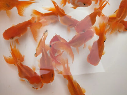 生体飯田産オランダ獅子頭弐歳魚約8センチ（1匹）オランダ/金魚/ローズテール/棚田産/きんぎょ/国産金魚【金魚小屋-希-福岡】
