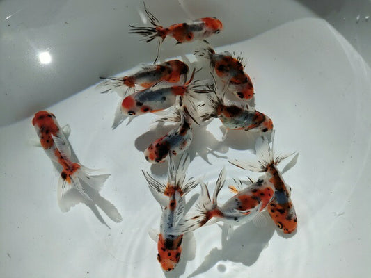 倉庫◆生体オランダショートテール当歳魚約4〜5センチ（1匹）オランダ/金魚/琉金/きんぎょ/国産金魚【金魚小屋-希-福岡】
