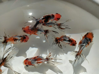 倉庫◆生体オランダショートテール当歳魚約4〜5センチ（1匹）オランダ/金魚/琉金/きんぎょ/国産金魚【金魚小屋-希-福岡】