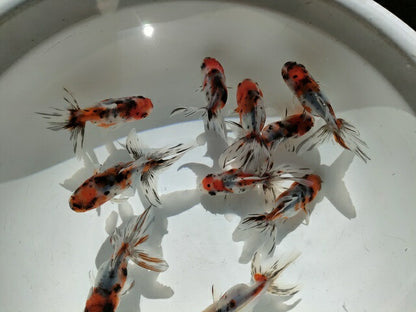 倉庫◆生体オランダショートテール当歳魚約4〜5センチ（1匹）オランダ/金魚/琉金/きんぎょ/国産金魚【金魚小屋-希-福岡】
