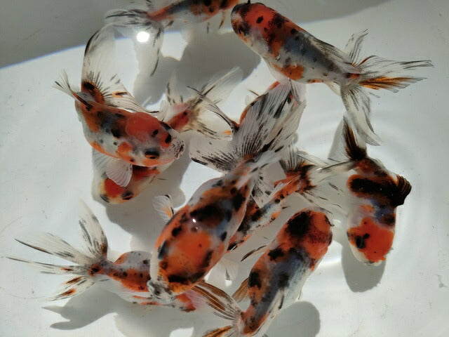 倉庫◆生体オランダショートテール当歳魚約4〜5センチ（1匹）オランダ/金魚/琉金/きんぎょ/国産金魚【金魚小屋-希-福岡】