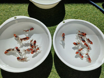 生体飯田産東錦弐歳魚約7～8センチ（1匹）金魚/オランダ/棚田産/きんぎょ/国産金魚【金魚小屋-希-福岡】