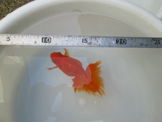 倉庫◆生体（1匹）  NO.2金魚弐歳魚(土佐錦×蝶尾）  約12センチ　土佐錦/金魚/蝶尾/チョウビ/きんぎょ/国産金魚【金魚小屋-希-福岡】