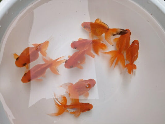 倉庫◆生体オランダショートテール当歳魚約4〜5センチ（1匹）オランダ/金魚/琉金/きんぎょ/国産金魚【金魚小屋-希-福岡】
