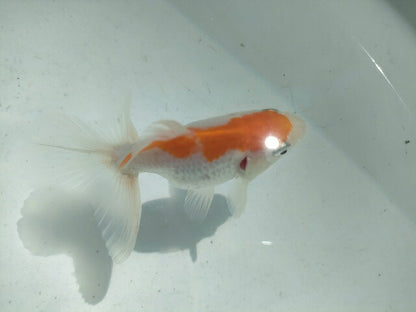 倉庫◆生体オランダショートテール当歳魚約4〜5センチ（1匹）オランダ/金魚/琉金/きんぎょ/国産金魚【金魚小屋-希-福岡】