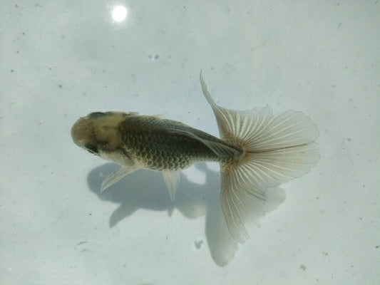 倉庫◆生体オランダショートテール当歳魚約4〜5センチ（1匹）オランダ/金魚/琉金/きんぎょ/国産金魚【金魚小屋-希-福岡】