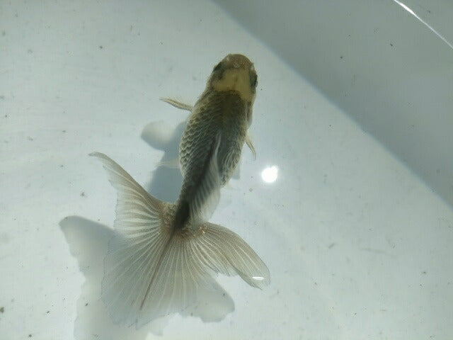 倉庫◆生体オランダショートテール当歳魚約4〜5センチ（1匹）オランダ/金魚/琉金/きんぎょ/国産金魚【金魚小屋-希-福岡】