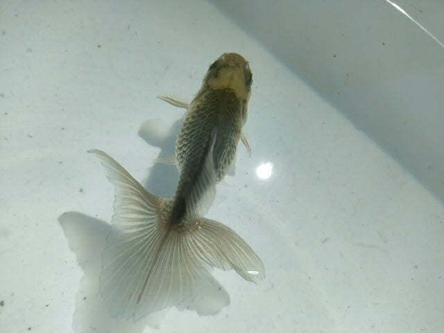 倉庫◆生体オランダショートテール当歳魚約4〜5センチ（1匹）オランダ/金魚/琉金/きんぎょ/国産金魚【金魚小屋-希-福岡】