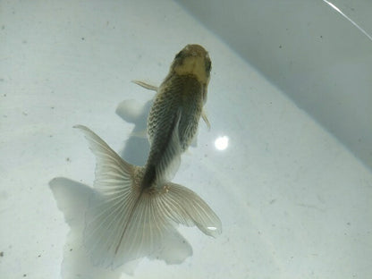 倉庫◆生体オランダショートテール当歳魚約4〜5センチ（1匹）オランダ/金魚/琉金/きんぎょ/国産金魚【金魚小屋-希-福岡】