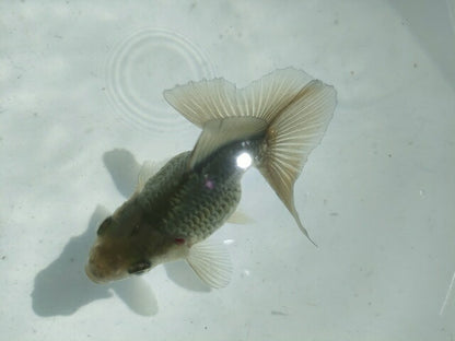 倉庫◆生体オランダショートテール当歳魚約4〜5センチ（1匹）オランダ/金魚/琉金/きんぎょ/国産金魚【金魚小屋-希-福岡】