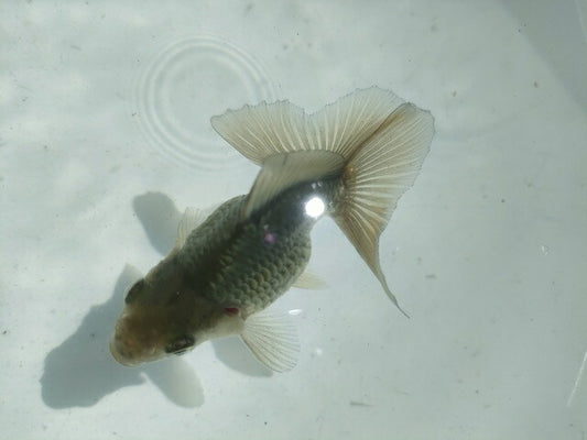倉庫◆生体オランダショートテール当歳魚約4〜5センチ（1匹）オランダ/金魚/琉金/きんぎょ/国産金魚【金魚小屋-希-福岡】