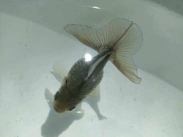 倉庫◆生体オランダショートテール当歳魚約4〜5センチ（1匹）オランダ/金魚/琉金/きんぎょ/国産金魚【金魚小屋-希-福岡】