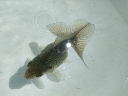 倉庫◆生体オランダショートテール当歳魚約4〜5センチ（1匹）オランダ/金魚/琉金/きんぎょ/国産金魚【金魚小屋-希-福岡】
