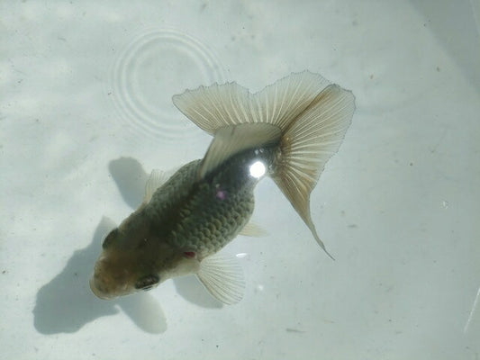 倉庫◆生体オランダショートテール当歳魚約4〜5センチ（1匹）オランダ/金魚/琉金/きんぎょ/国産金魚【金魚小屋-希-福岡】