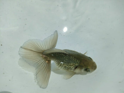 倉庫◆生体オランダショートテール当歳魚約4〜5センチ（1匹）オランダ/金魚/琉金/きんぎょ/国産金魚【金魚小屋-希-福岡】