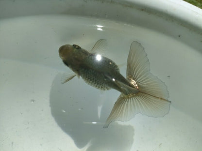 生体土佐錦(3)弐歳魚約7～8センチ（1匹）金魚/蝶尾/琉金/きんぎょ/国産金魚【金魚小屋-希-福岡】