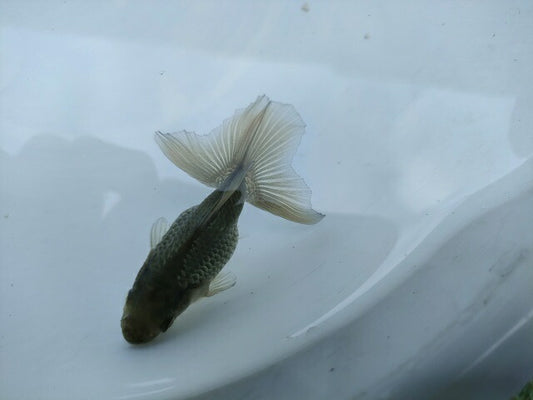倉庫◆生体オランダショートテール当歳魚約4〜5センチ（1匹）オランダ/金魚/琉金/きんぎょ/国産金魚【金魚小屋-希-福岡】